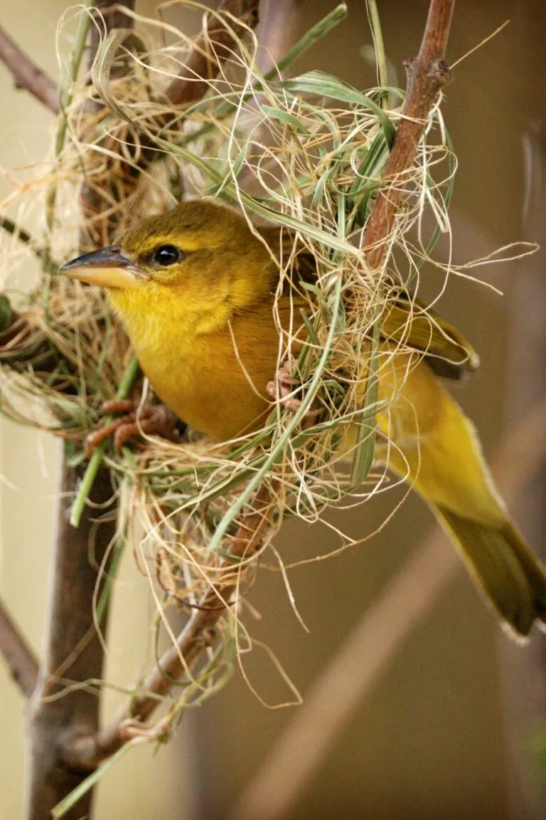 Taveta golden weaver bird in nest