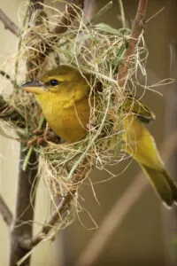 Taveta golden weaver in nest