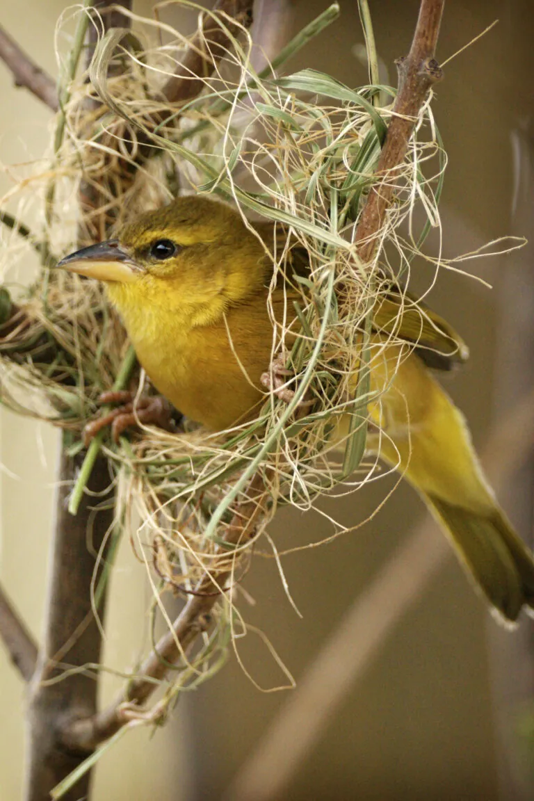 Taveta golden weaver in nest