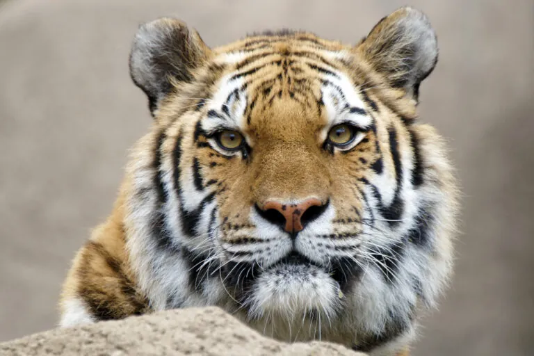 Tiger face