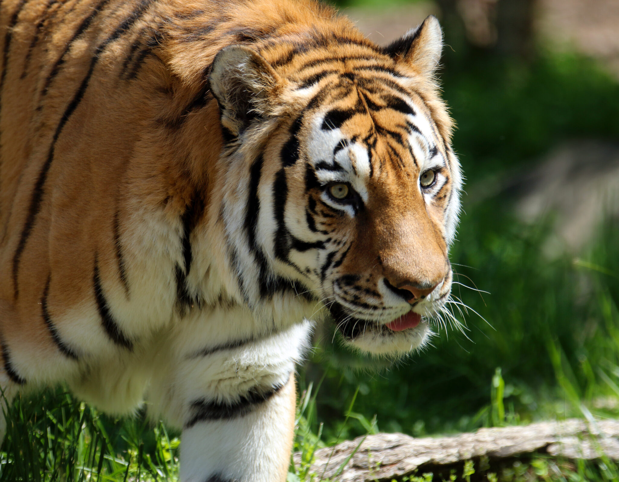 Tiger walking