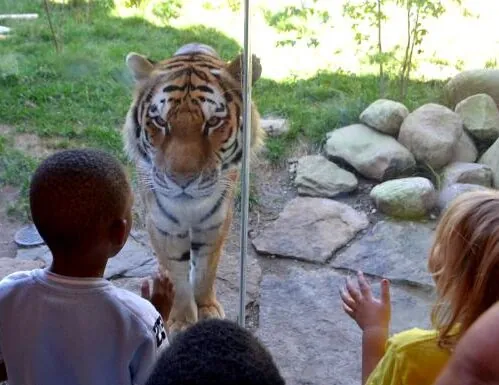 children looking at tiger through a window