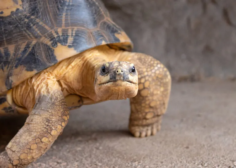 Radiated tortoise