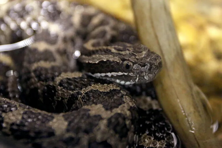 Eastern massasauga rattlesnake