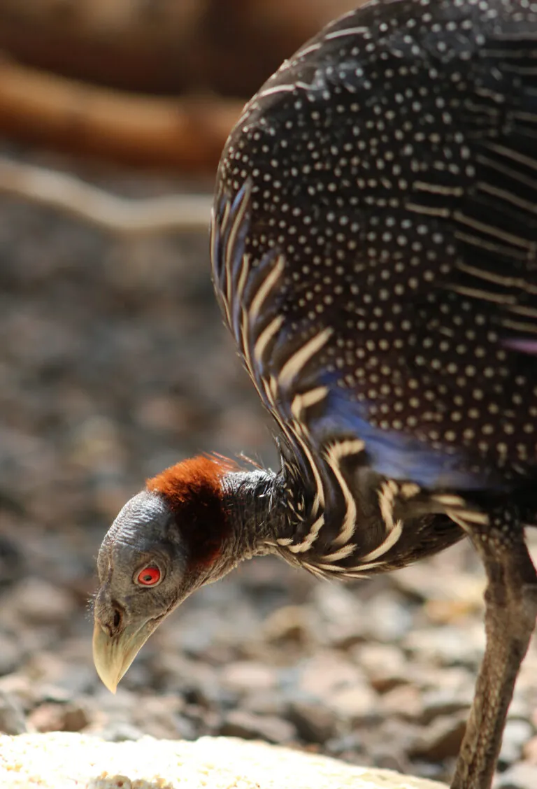 Vulturine guineafowl