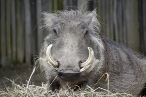 Warthog face
