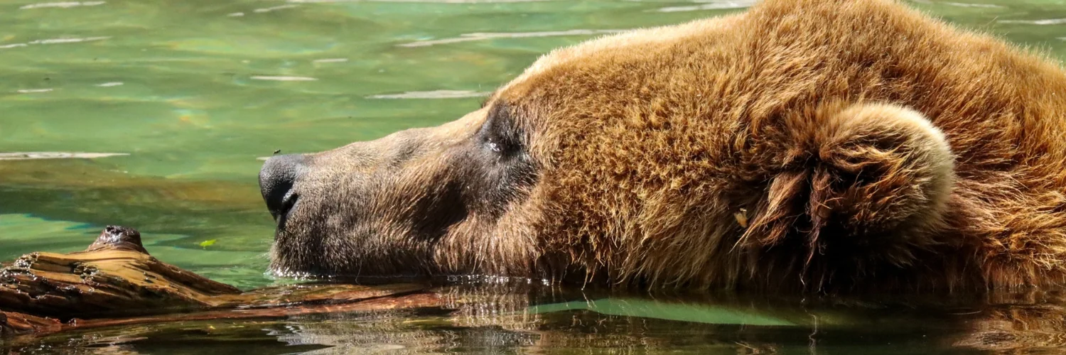 Bear relaxes in a pool of water inside a zoo exhibit.