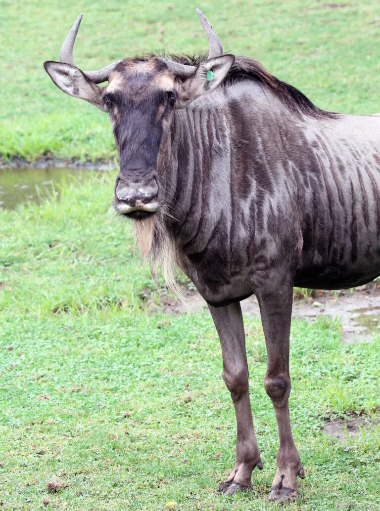 Wildebeest