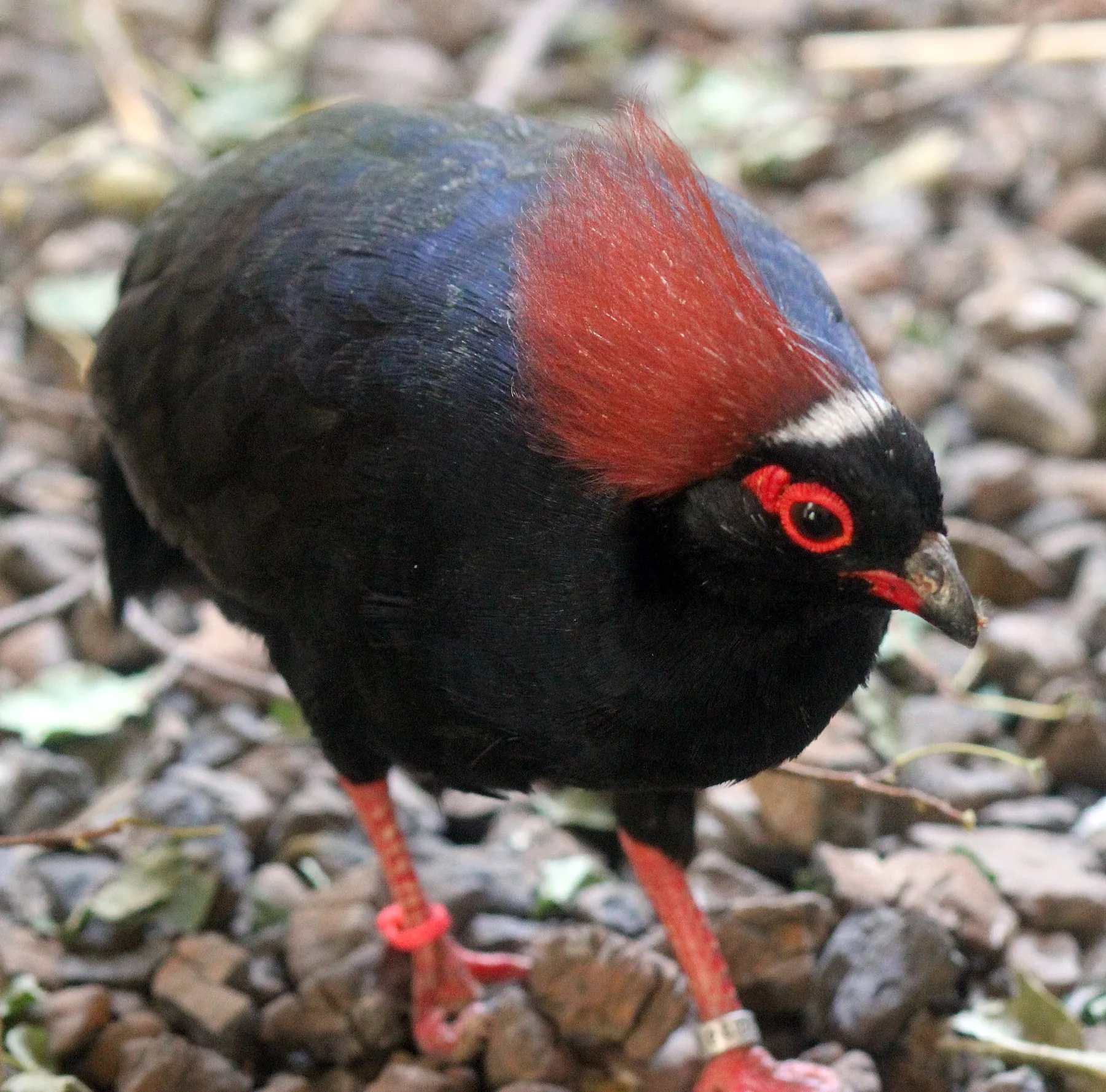 Male crested wood partridge