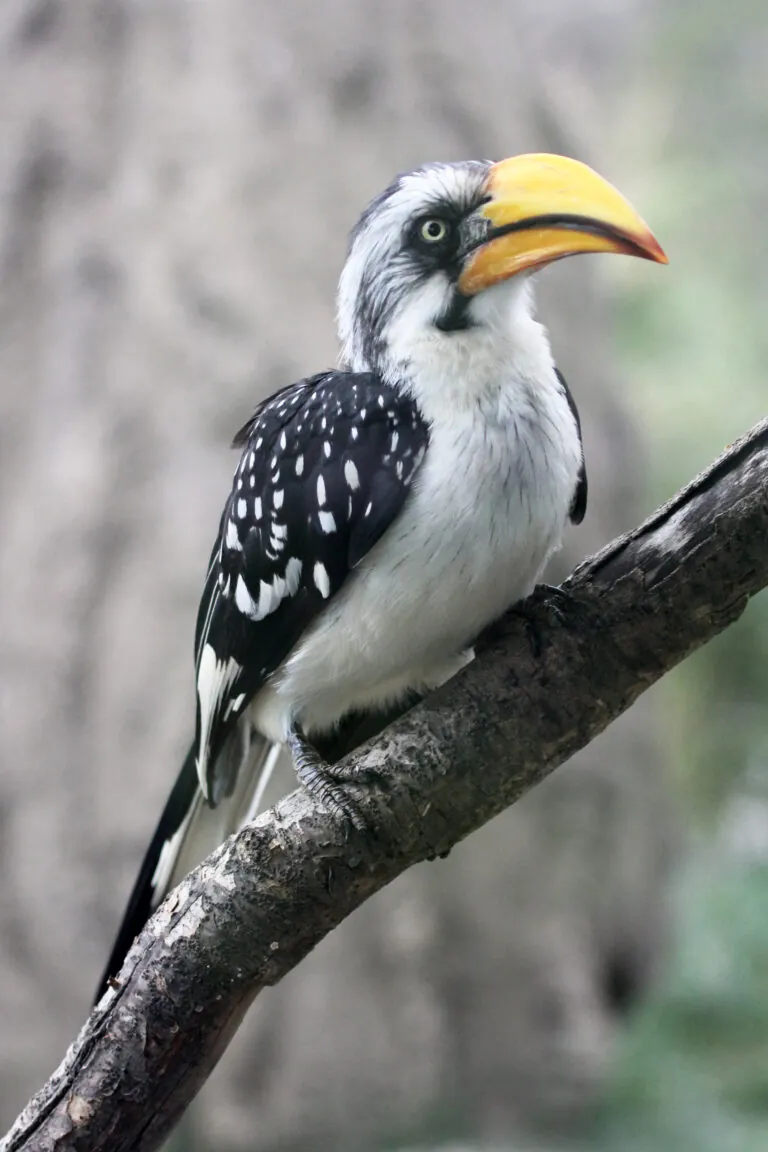 Hornbill