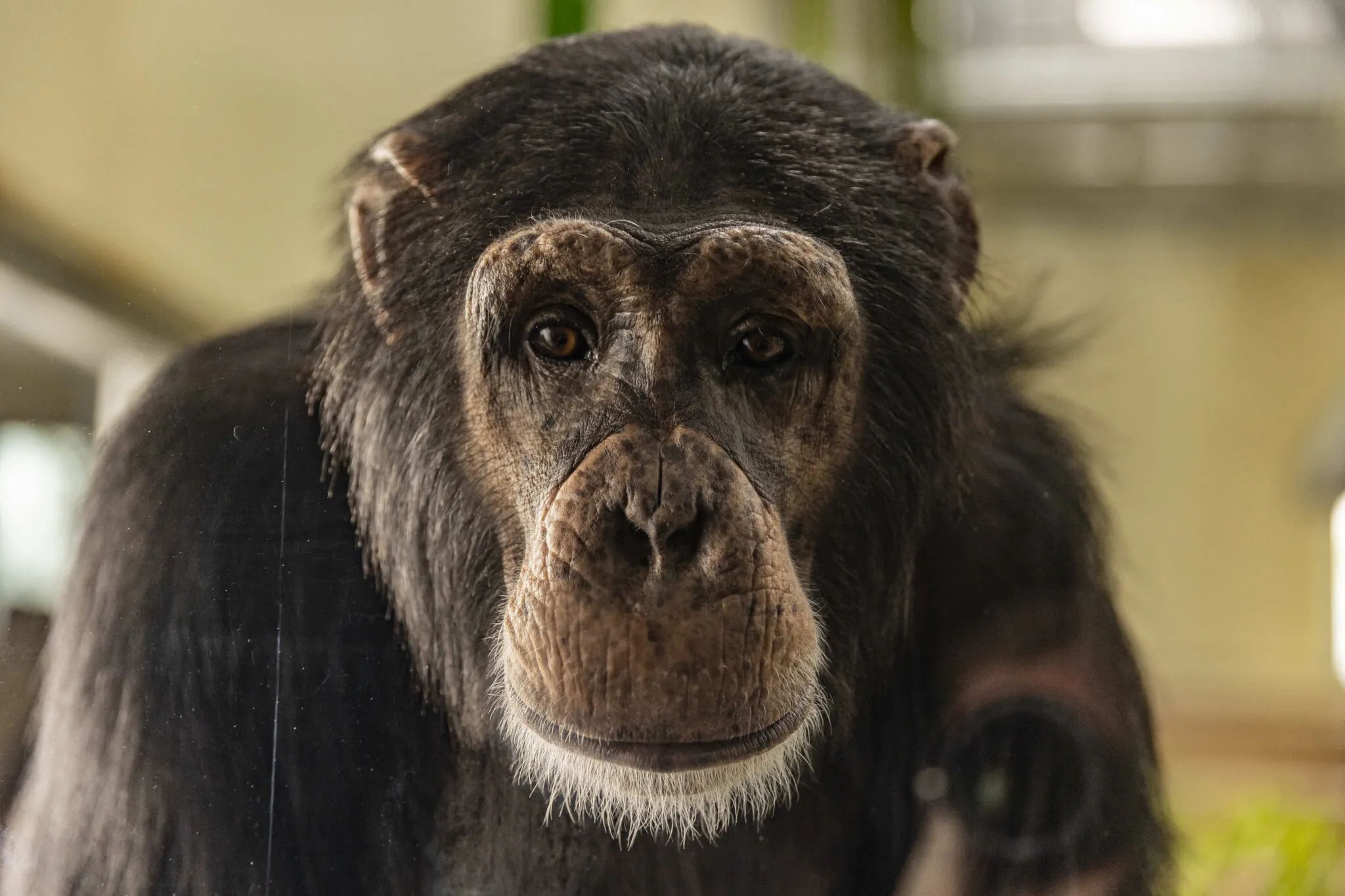 Billy the Chimpanzee at the Indianapolis Zoo