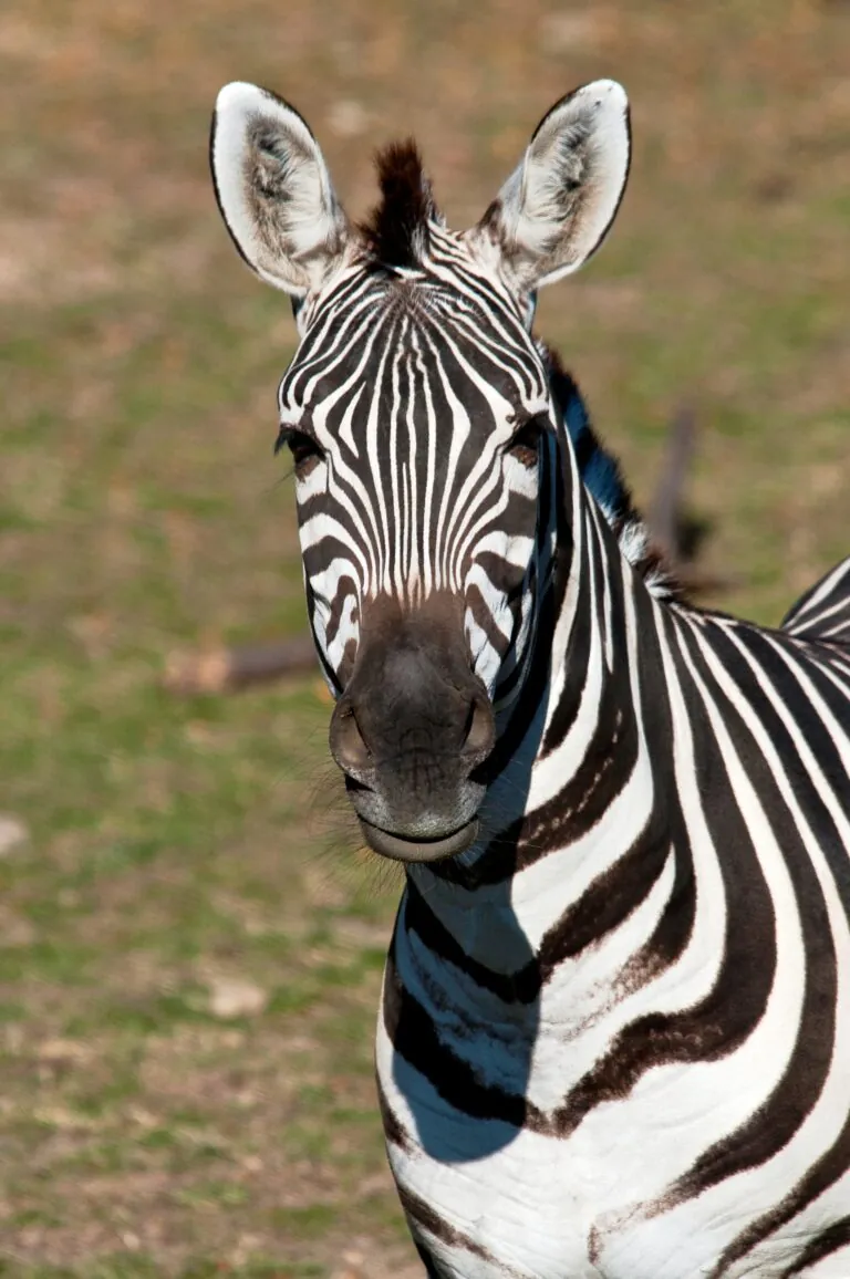 Zebra face