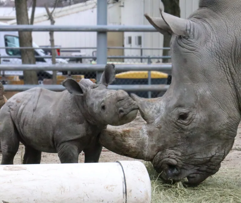 Rhino mom and calf outside