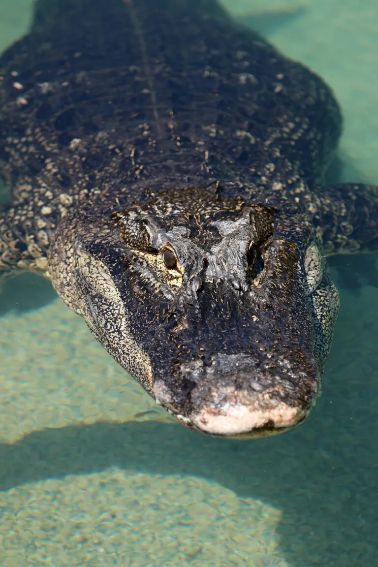 alligator head