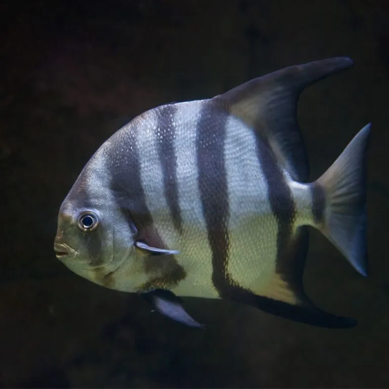 Atlantic spadefish