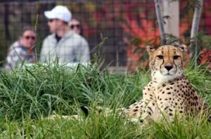 cheetah laying in the grass with guests in the background