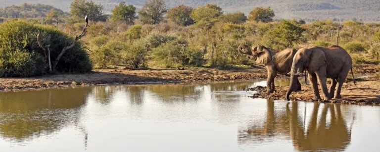 wild elephants at a water hole