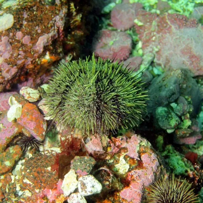 Green sea urchin