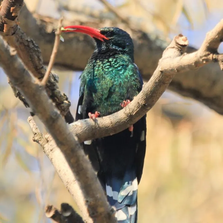 Green Woodhoopoe bird in tree