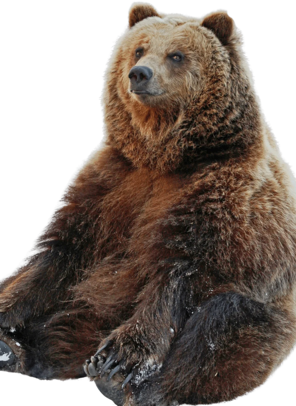 brown bear sitting