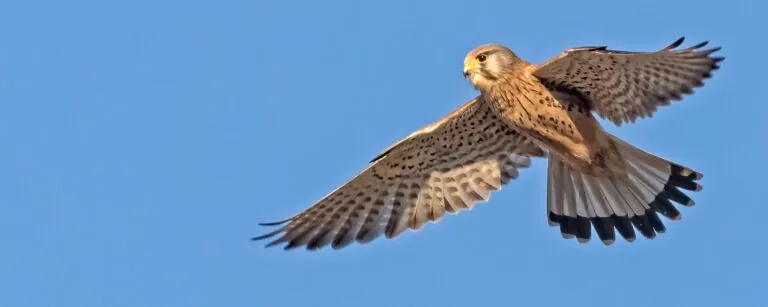 kestrel in flight