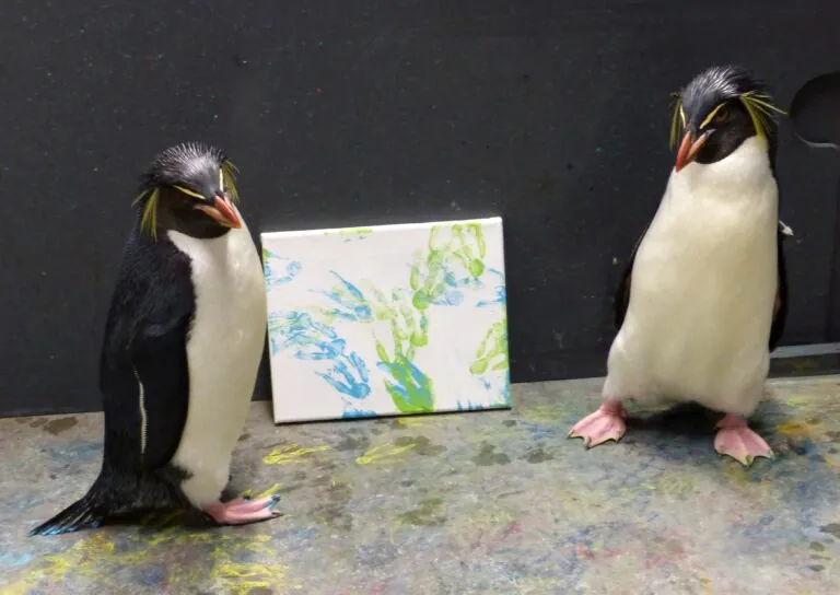 penguins making art on canvas with feet at Indy Zoo