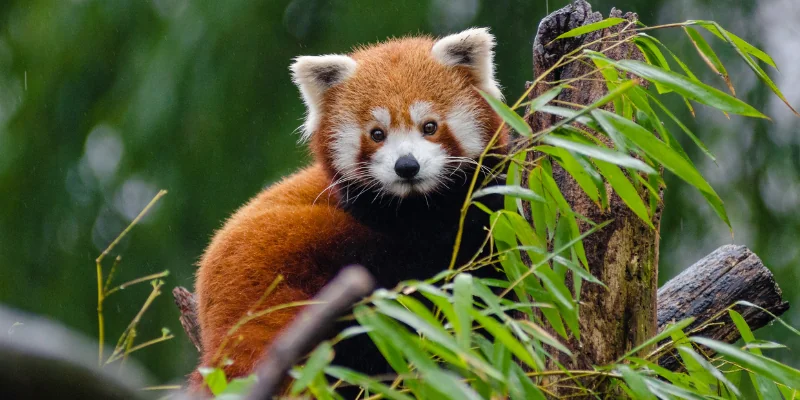 red panda saving species