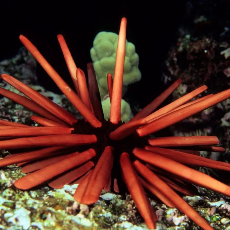 Slate pencil urchin