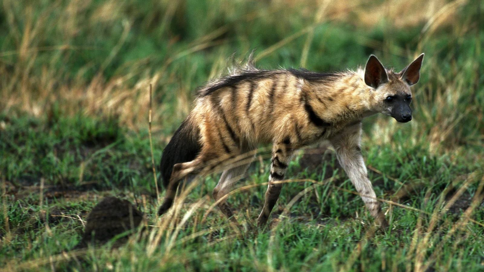 Aardwolf in grass: mammal conservation