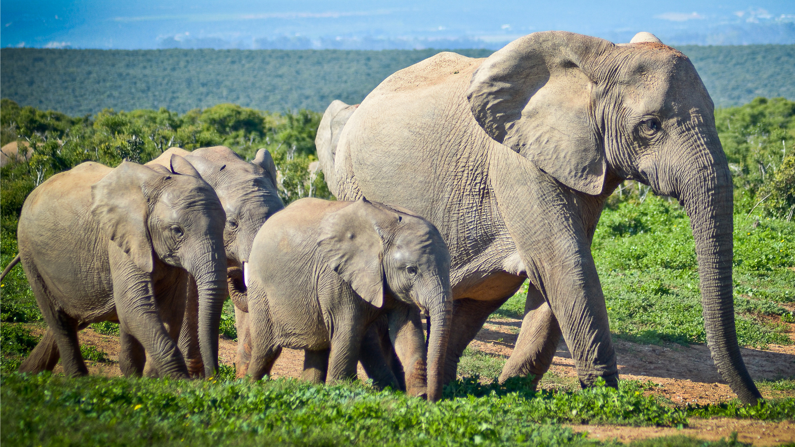 african elephant herd