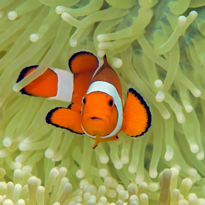 orange and white striped clownfish in anemone