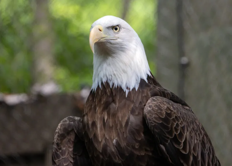 Bald eagle