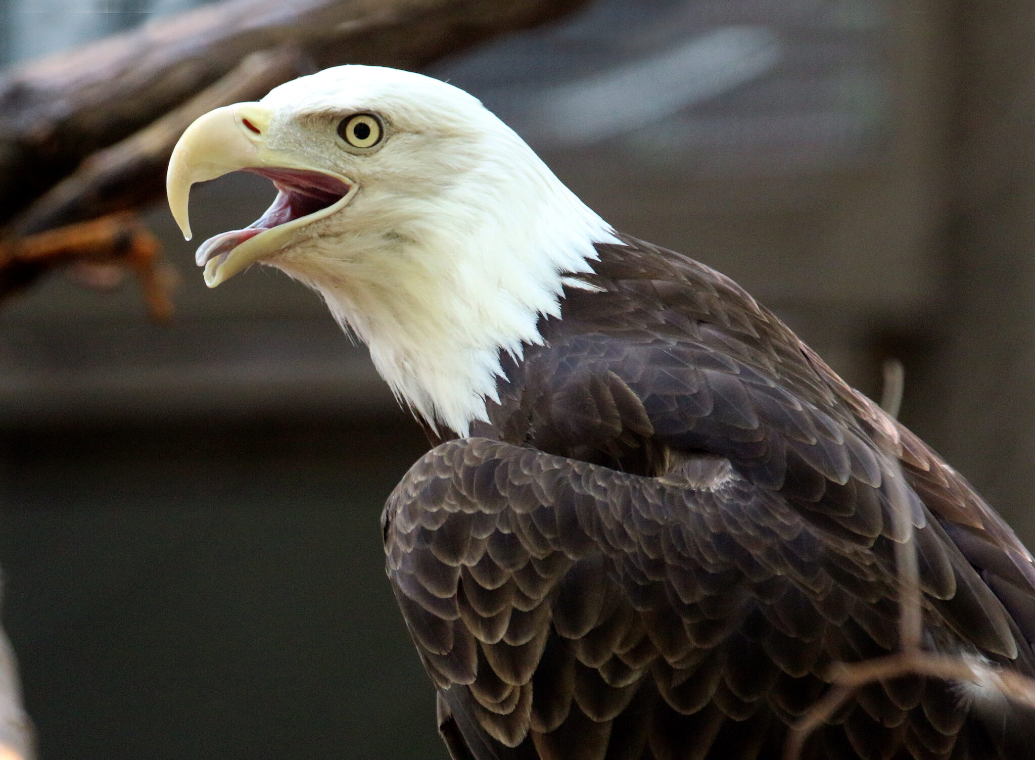 Bald eagle in profile with beak open