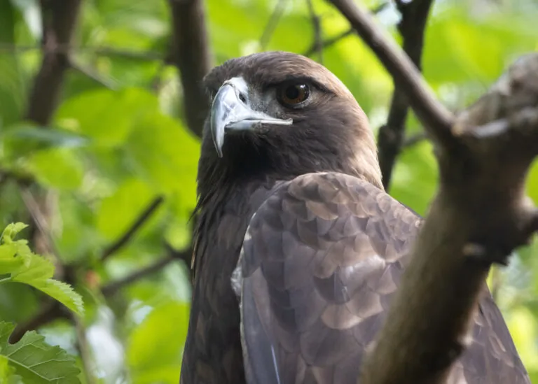 Golden eagle