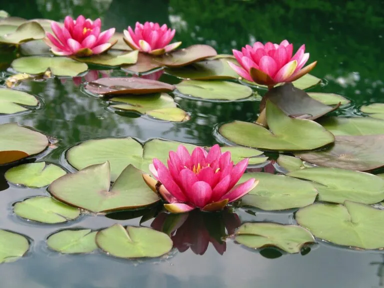 Pink water lilies