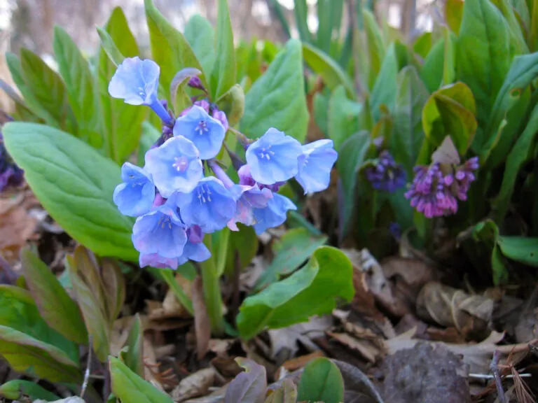 Virginia bluebell flowers