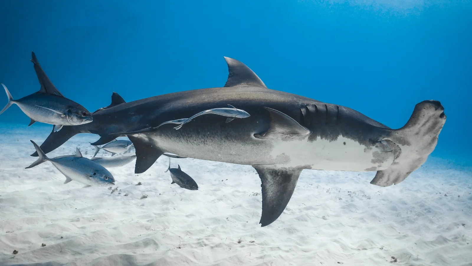 hammerhead shark in ocean, global center for species survival, newsroom header