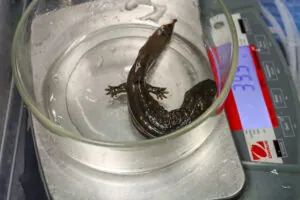 Hellbender being weighed