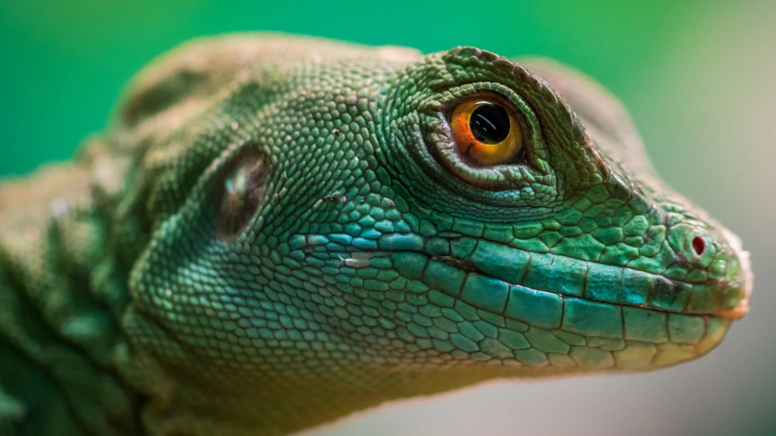 lizard up close eye, conservation