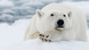 polar bear in snow, mammal conservation