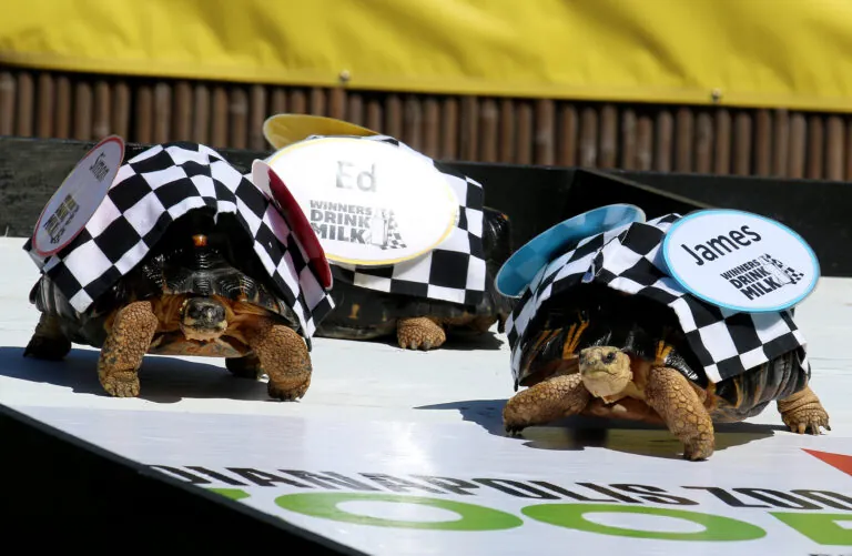 tortoises racing at Zoopolis 500 at the Indy Zoo