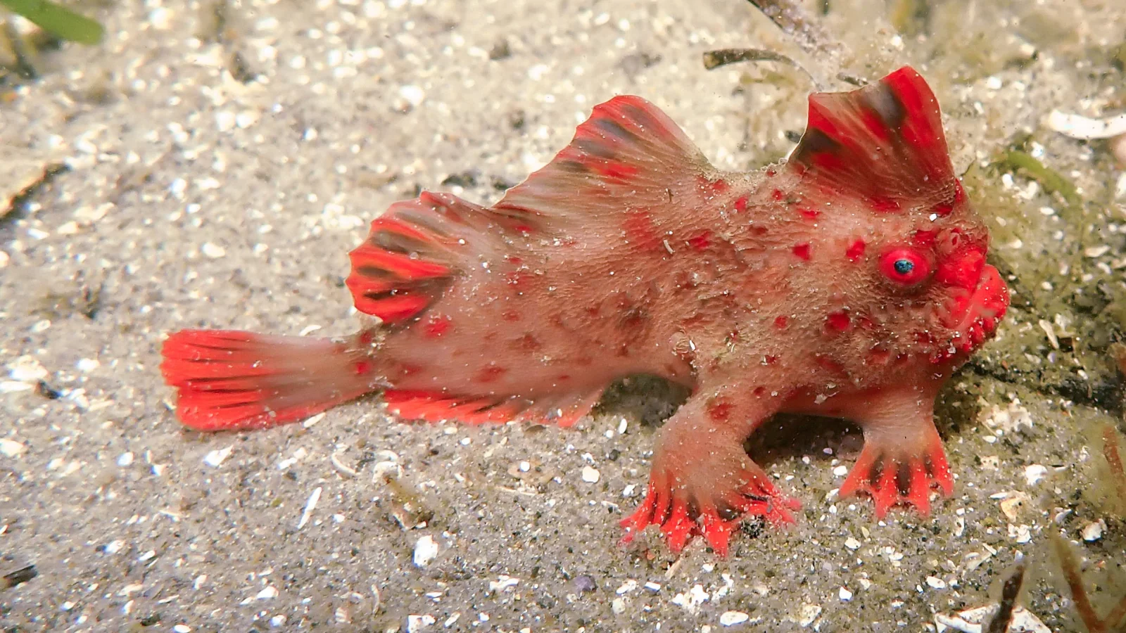 red handfish, marine conservation