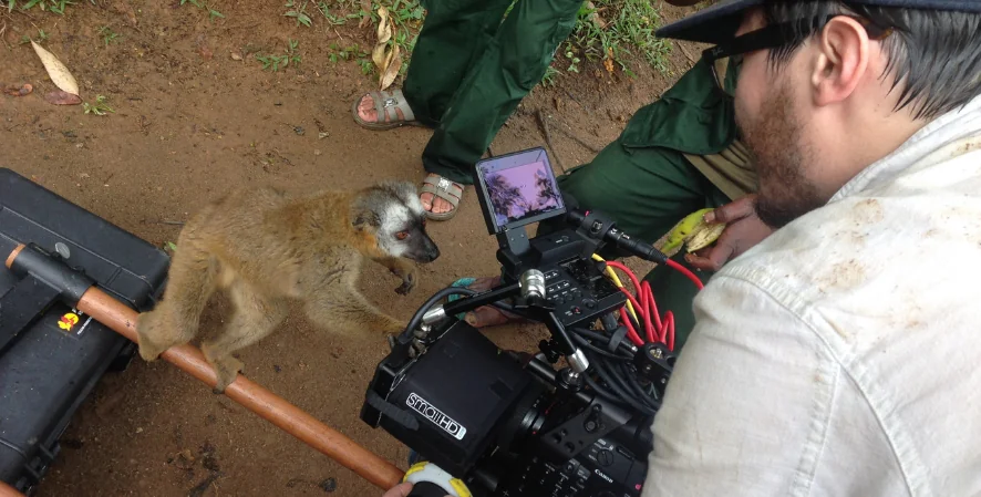 A lemur looks at a photographer's video camera