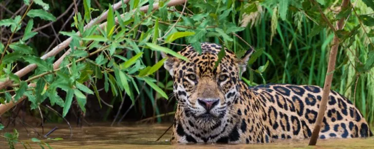 jaguar wading in water