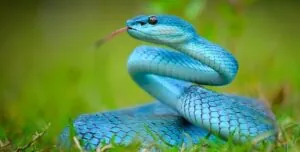 blue viper snake, reptile conservation
