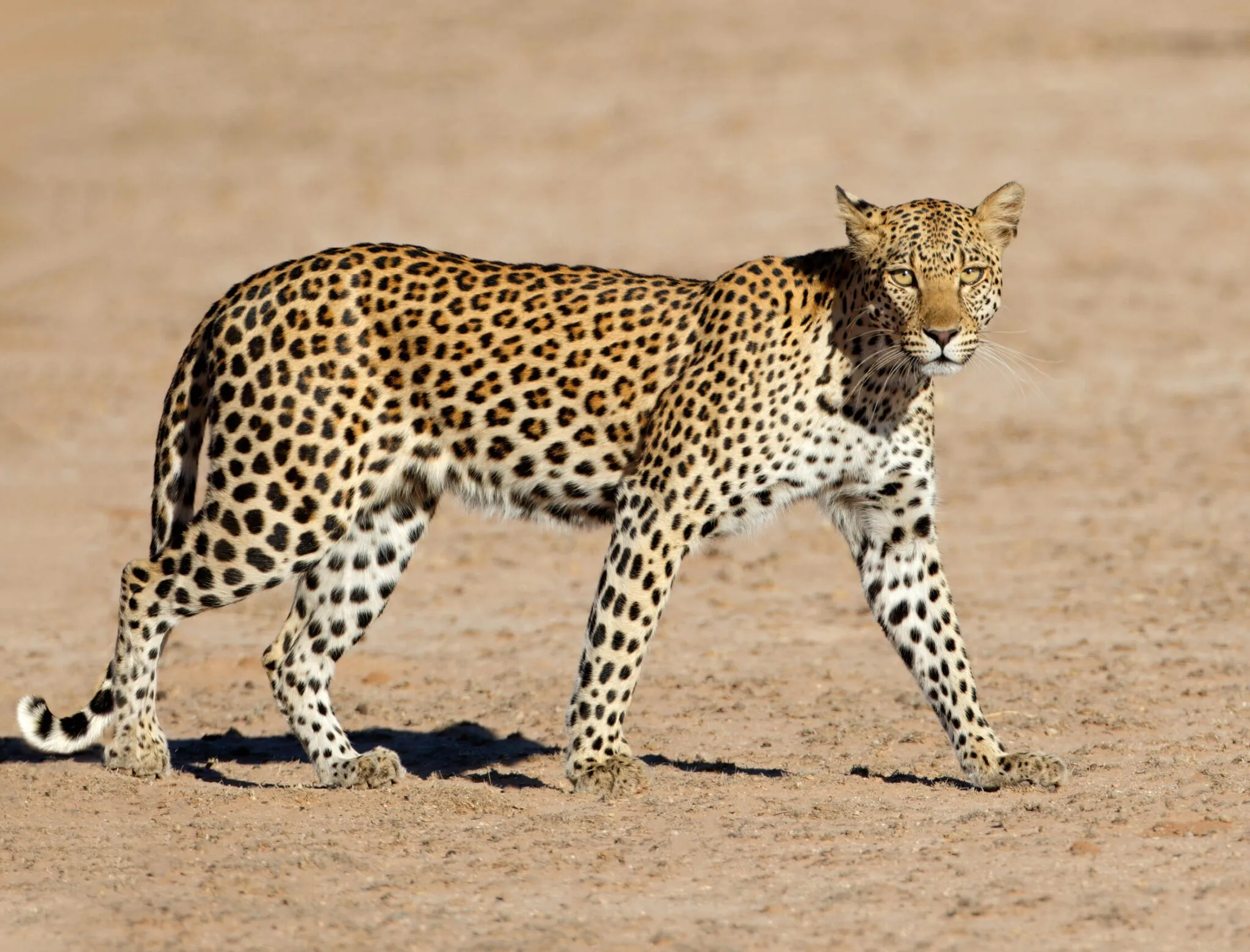 A leopard (Panthera pardus) walking, Kalahari desert, South Africa. Zoo Trips