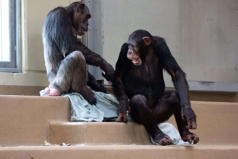 Chimpanzees interacting