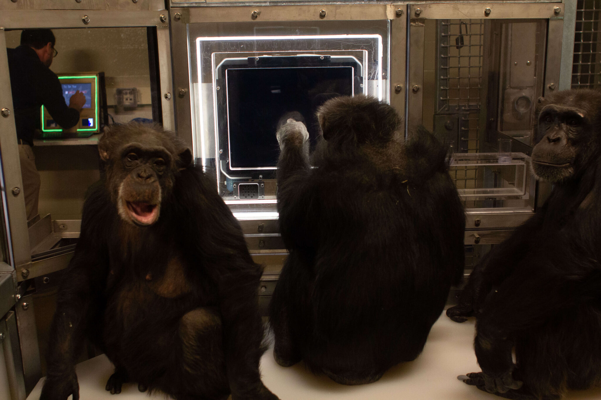 Chimpanzees using touch screen computer