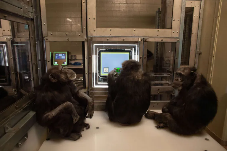 Chimpanzees using touchscreen computer