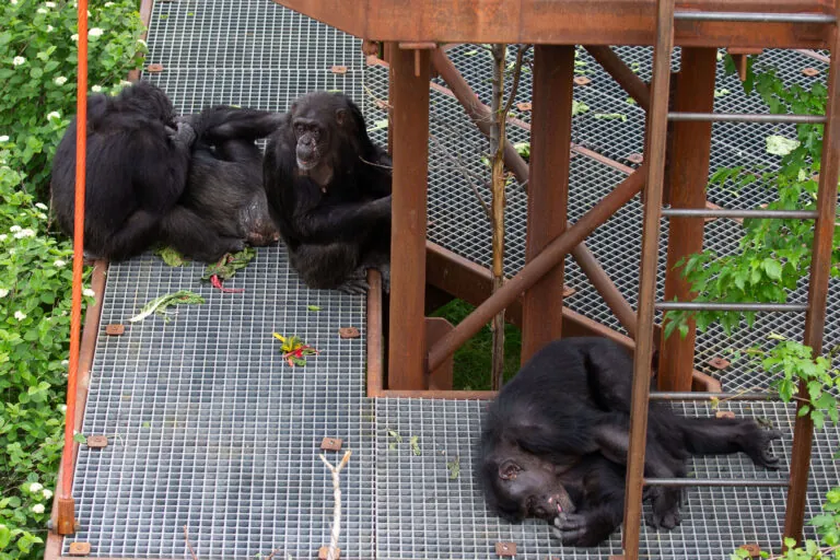 Chimpanzees resting together